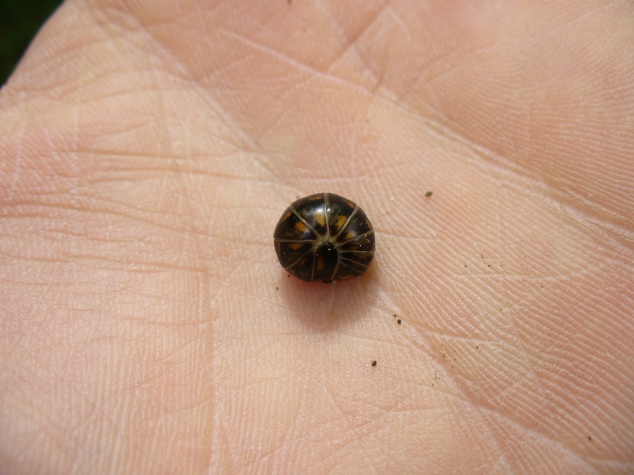 Un chilopode e 3 diplopodi da determinare. Mi aiutate?